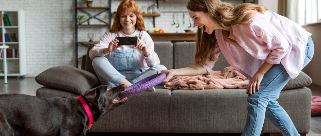 How to Choose the Perfect Toy, Bed, or Accessory for Your Pet
